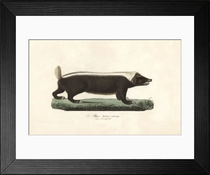 Framed Print : Sunda stink badger, Mydaus javanensis Framed Print : Sunda stink badger, Mydaus javanensis