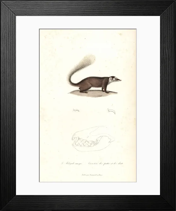 Framed Print : Chinese ferret-badger, Melogale moschata Framed Print : Chinese ferret-badger, Melogale moschata