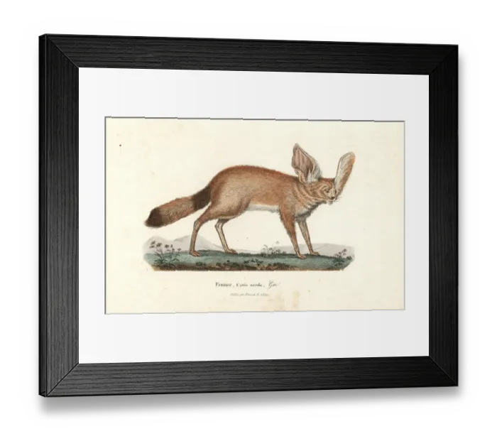 Framed Print : Fennec fox or fennec, Vulpes zerda Framed Print : Fennec fox or fennec, Vulpes zerda