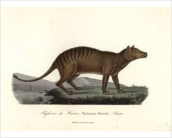 Thylacine, Thylacinus cynocephalus. Extinct