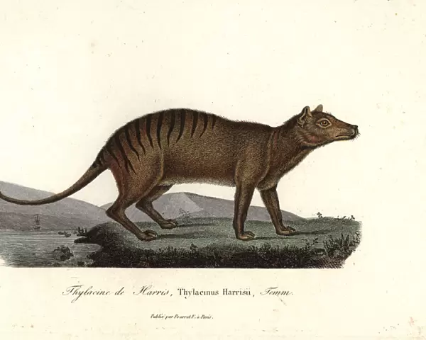 Thylacine, Thylacinus cynocephalus. Extinct