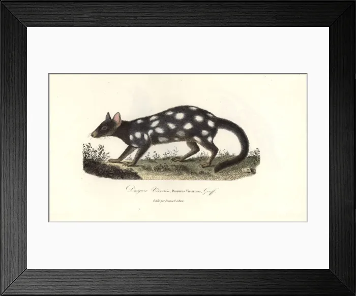 Framed Print : Eastern quoll, Dasyurus viverrinus Framed Print : Eastern quoll, Dasyurus viverrinus