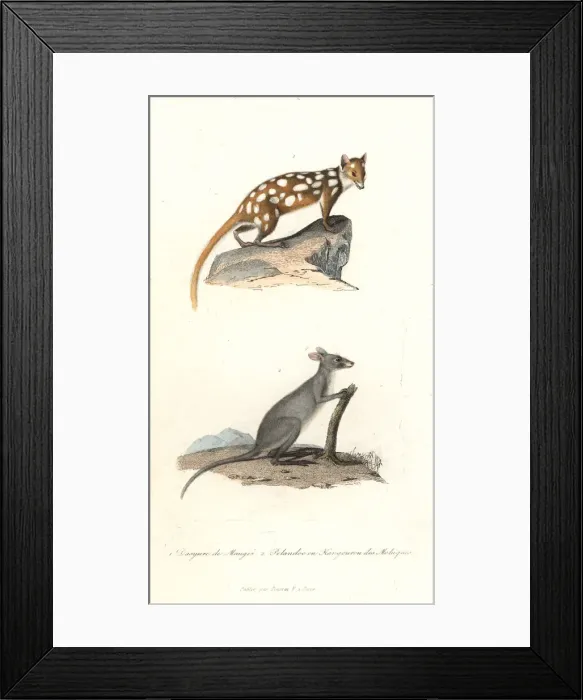 Framed Print : Eastern quoll and Maluku kangaroo Framed Print : Eastern quoll and Maluku kangaroo