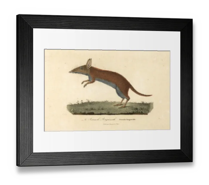 Framed Print : Western barred bandicoot or mari, Perameles Framed Print : Western barred bandicoot or mari, Perameles