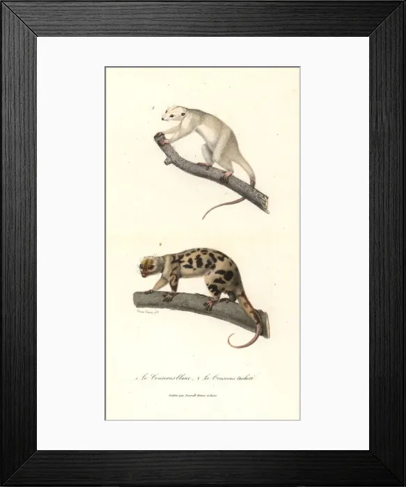 Framed Print : White cuscus and spotted cuscus Framed Print : White cuscus and spotted cuscus
