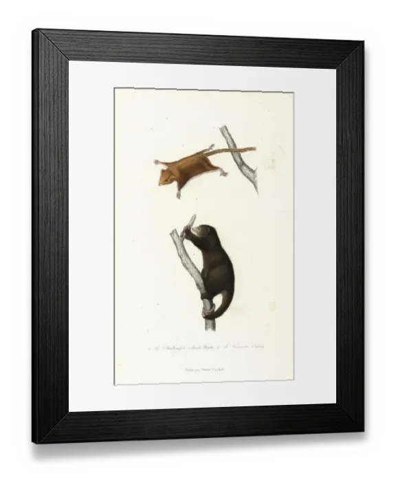 Framed Print : Feathertail glider and Talaud bear cuscus Framed Print : Feathertail glider and Talaud bear cuscus