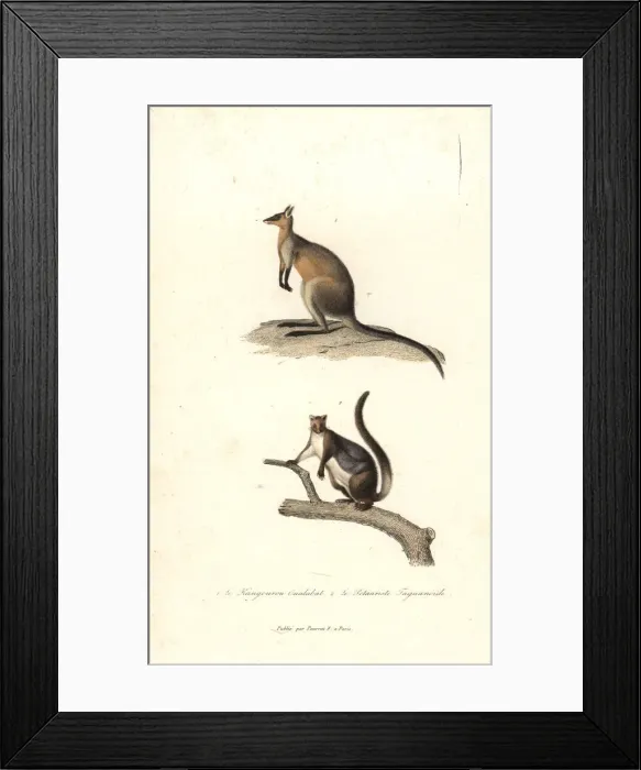 Framed Print : Swamp wallaby and yellow-bellied glider Framed Print : Swamp wallaby and yellow-bellied glider