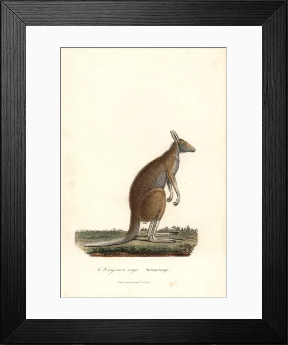 Framed Print : Red kangaroo, Macropus rufus Framed Print : Red kangaroo, Macropus rufus