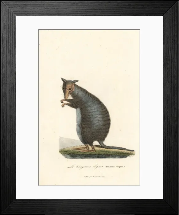 Framed Print : Banded hare-wallaby, Lagostrophus fasciatus (endangered) Framed Print : Banded hare-wallaby, Lagostrophus fasciatus (endangered)