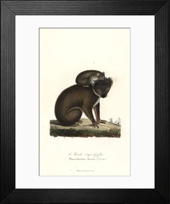 Framed Print : Koala, Phascolarctos cinereus Framed Print : Koala, Phascolarctos cinereus