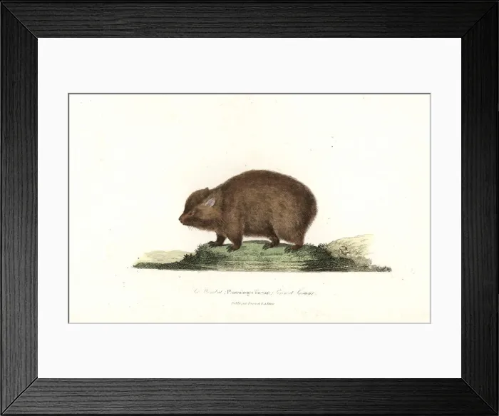 Framed Print : Wombat, Vombatus ursinus Framed Print : Wombat, Vombatus ursinus