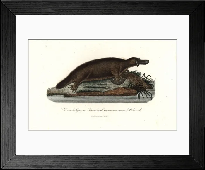 Framed Print : Platypus, Ornithorhynchus anatinus Framed Print : Platypus, Ornithorhynchus anatinus