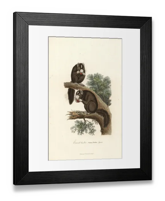 Framed Print : Black giant squirrel or Malayan giant squirrel Framed Print : Black giant squirrel or Malayan giant squirrel
