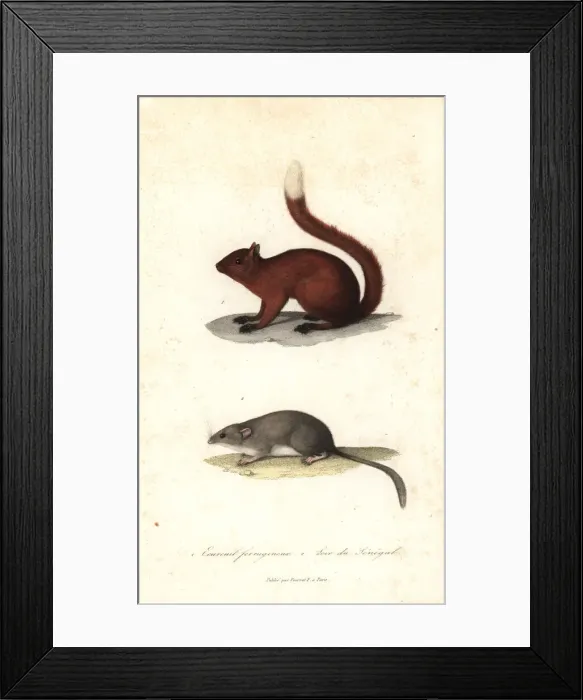 Framed Print : Red squirrel and Senegal dormouse