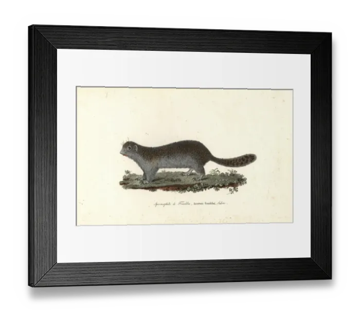 Framed Print : Franklins ground squirrel, Poliocitellus franklinii Framed Print : Franklins ground squirrel, Poliocitellus franklinii
