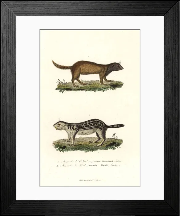 Framed Print : Richardsons ground squirrel and thirteen-lined Framed Print : Richardsons ground squirrel and thirteen-lined