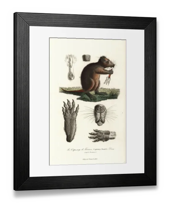 Framed Print : Cuban hutia, Capromys pilorides Framed Print : Cuban hutia, Capromys pilorides