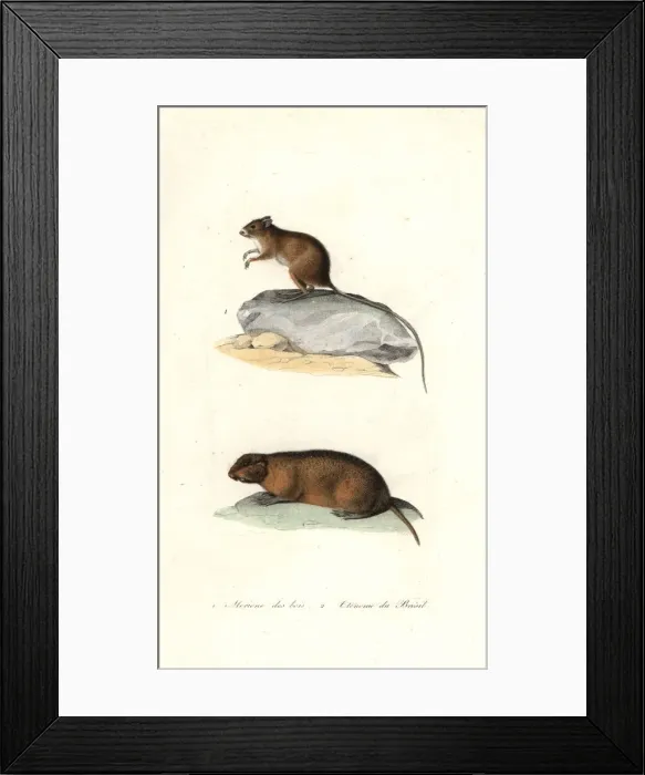 Framed Print : Mongolian gerbil and Brazilian tuco-tuco Framed Print : Mongolian gerbil and Brazilian tuco-tuco