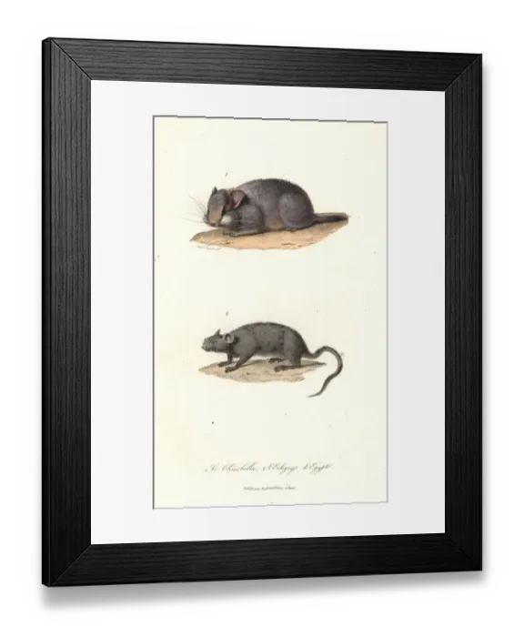 Framed Print : Short-tailed chinchilla (critically endangered) Framed Print : Short-tailed chinchilla (critically endangered)