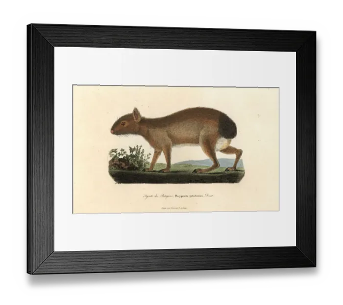 Framed Print : Patagonian mara, Dolichotis patagonum Framed Print : Patagonian mara, Dolichotis patagonum