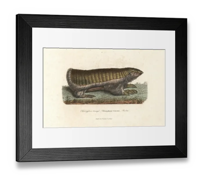 Framed Print : Pink fairy armadillo or pichiciego, Chlamyphorus truncatus Framed Print : Pink fairy armadillo or pichiciego, Chlamyphorus truncatus