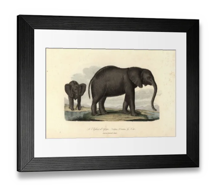 Framed Print : African bush elephant, Loxodonta africana Framed Print : African bush elephant, Loxodonta africana