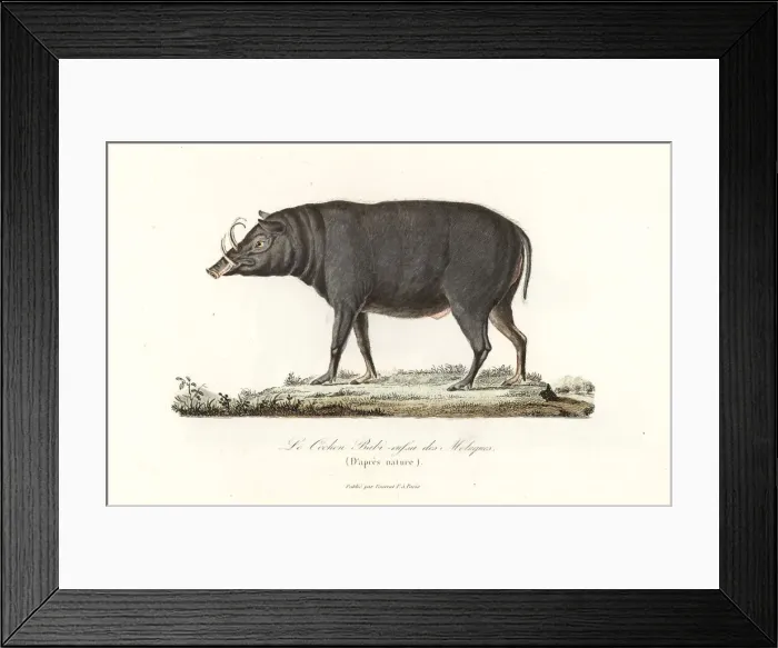 Framed Print : Buru babirusa or Moluccan babirusa, Babyrousa babyrussa Framed Print : Buru babirusa or Moluccan babirusa, Babyrousa babyrussa