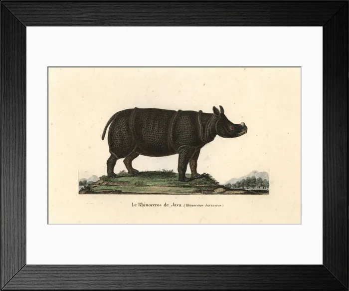 Framed Print : Javan rhinoceros, Rhinoceros sondaicus. Critically Framed Print : Javan rhinoceros, Rhinoceros sondaicus. Critically
