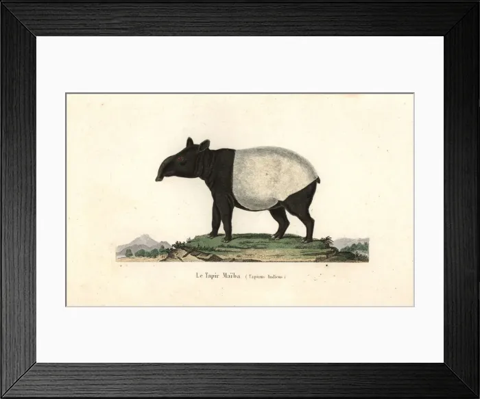 Framed Print : Malayan tapir, Tapirus indicus. Endangered Framed Print : Malayan tapir, Tapirus indicus. Endangered