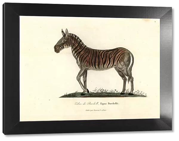Burchells zebra or Damara zebra, Equus quagga burchellii