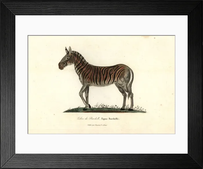 Framed Print : Burchells zebra or Damara zebra, Equus quagga burchellii Framed Print : Burchells zebra or Damara zebra, Equus quagga burchellii