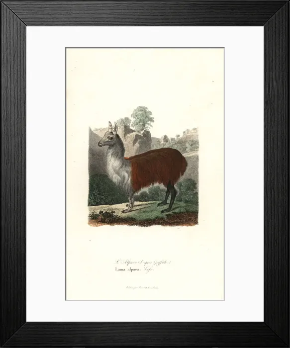 Framed Print : Alpaca, Vicugna pacos Framed Print : Alpaca, Vicugna pacos