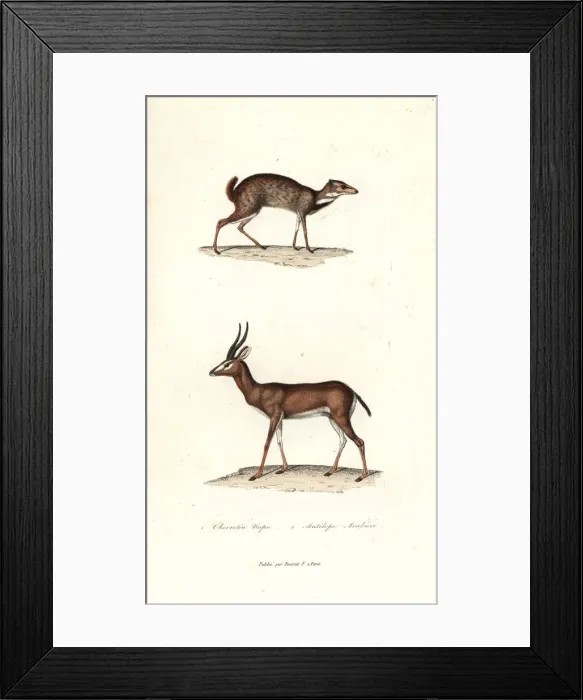 Framed Print : Greater mouse-deer and Arabian gazelle Framed Print : Greater mouse-deer and Arabian gazelle
