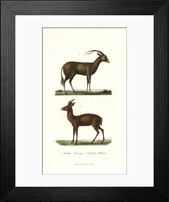 Framed Print : Arabian oryx and Javan rusa deer Framed Print : Arabian oryx and Javan rusa deer