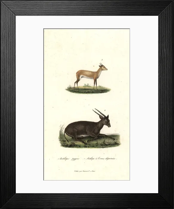 Framed Print : Batess pygmy antelope and anoa (critically endangered) Framed Print : Batess pygmy antelope and anoa (critically endangered)