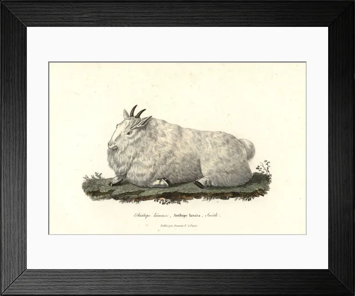 Framed Print : Rocky Mountain goat, Oreamnos americanus Framed Print : Rocky Mountain goat, Oreamnos americanus