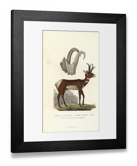 Framed Print : Pronghorn or prong-horned antelope, Antilocapra americana Framed Print : Pronghorn or prong-horned antelope, Antilocapra americana