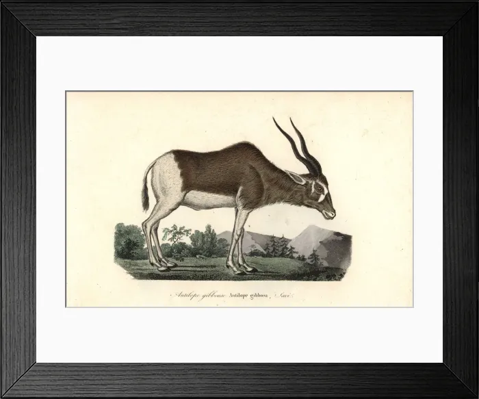 Framed Print : Addax or screwhorn antelope, Addax nasomaculatus Framed Print : Addax or screwhorn antelope, Addax nasomaculatus