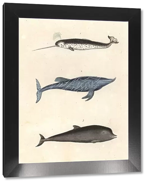 Narwhal, goose-beaked whale and northern bottlenose whale