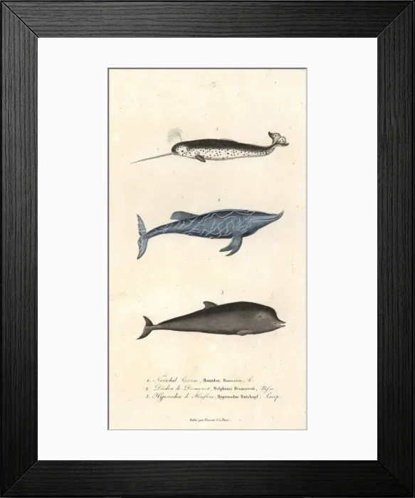 Framed Print : Narwhal, goose-beaked whale and northern bottlenose whale Framed Print : Narwhal, goose-beaked whale and northern bottlenose whale