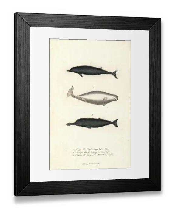 Framed Print : Sowerbys beaked whale, beluga whale Framed Print : Sowerbys beaked whale, beluga whale