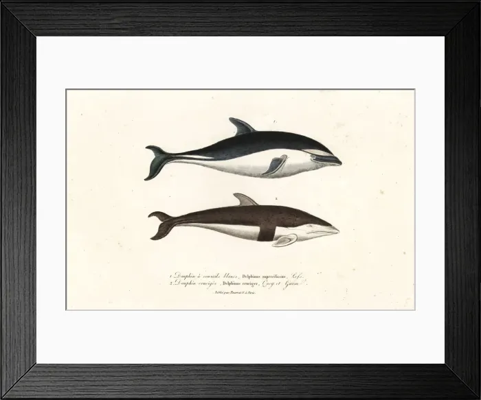 Framed Print : Dusky dolphin and hourglass dolphin Framed Print : Dusky dolphin and hourglass dolphin