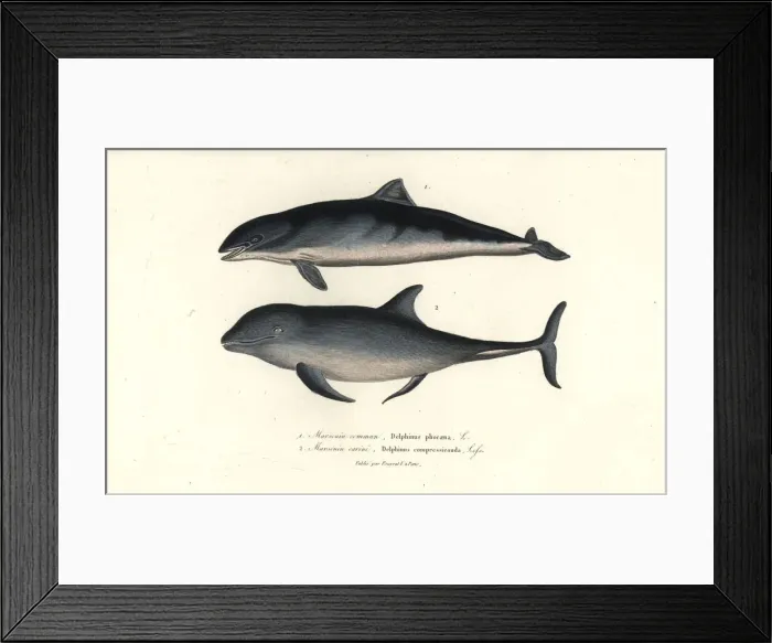 Framed Print : Harbour porpoise and common bottlenose dolphin Framed Print : Harbour porpoise and common bottlenose dolphin