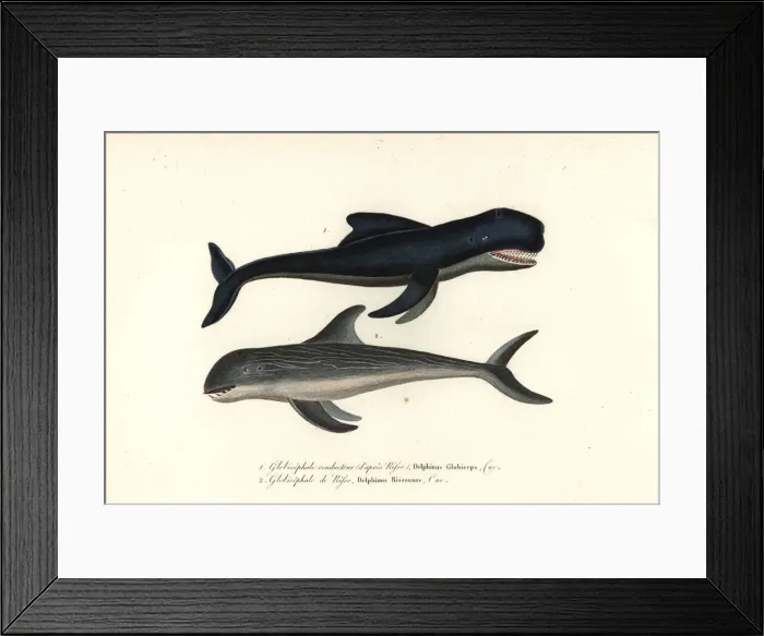 Framed Print : Long-finned pilot whale and Rissos dolphin Framed Print : Long-finned pilot whale and Rissos dolphin