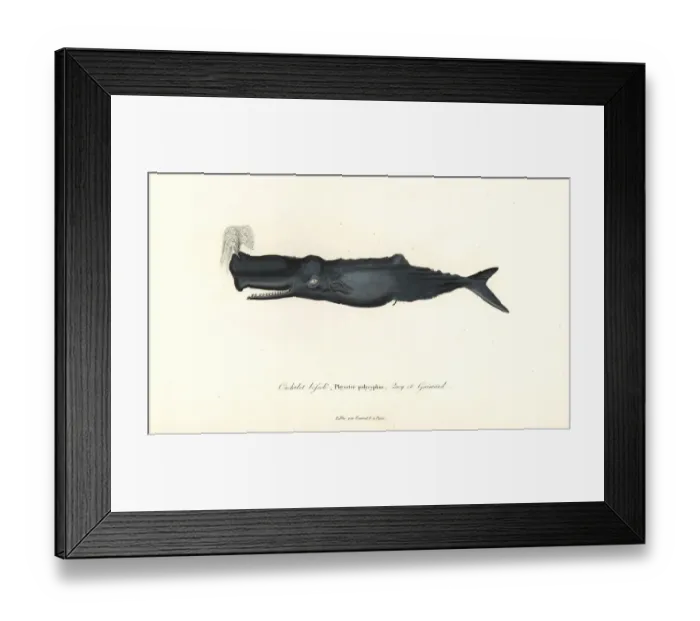 Framed Print : Sperm whale, Physeter macrocephalus Framed Print : Sperm whale, Physeter macrocephalus