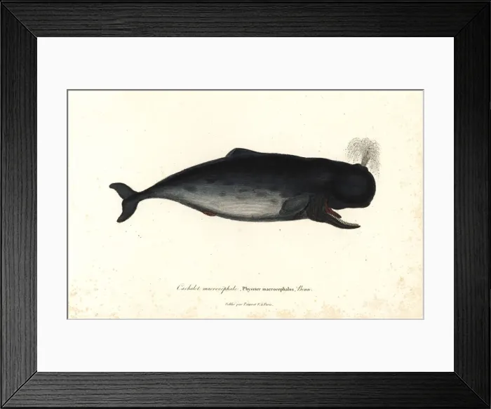 Framed Print : Sperm whale, Physeter macrocephalus Framed Print : Sperm whale, Physeter macrocephalus