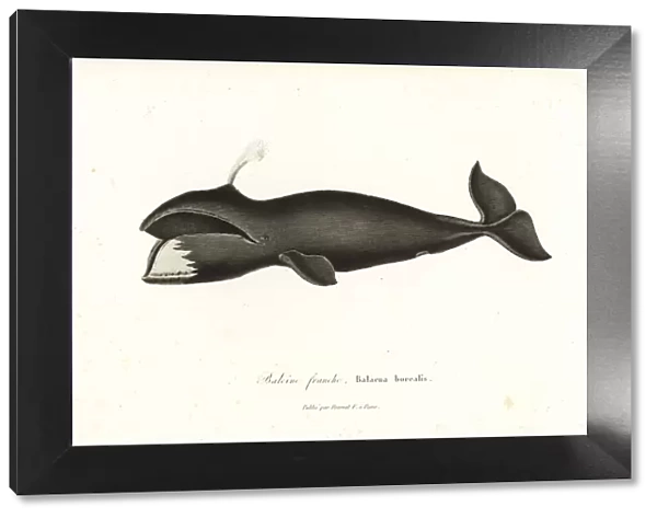 North Atlantic right whale, Eubalaena glacialis