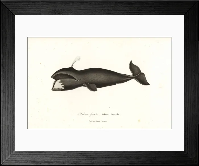 Framed Print : North Atlantic right whale, Eubalaena glacialis Framed Print : North Atlantic right whale, Eubalaena glacialis