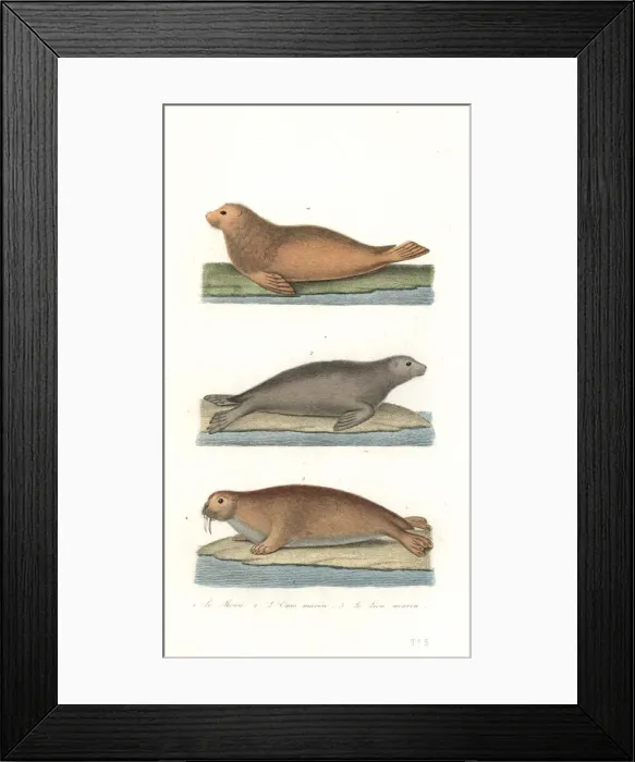 Framed Print : Walrus, northern fur seal, and sea lion Framed Print : Walrus, northern fur seal, and sea lion