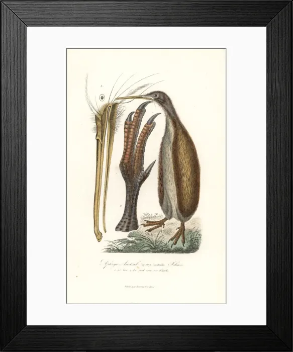 Framed Print : Southern brown kiwi or tokoeka, Apteryx australis Framed Print : Southern brown kiwi or tokoeka, Apteryx australis